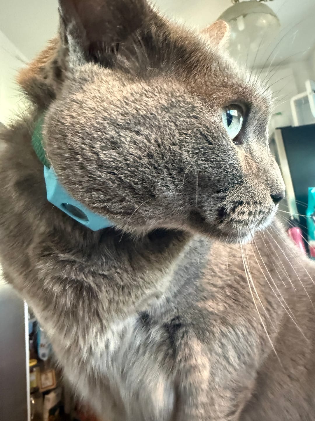 Customer photo review of FurLife™ - 12 Months All Natural Flea and Tick Tags for Dogs