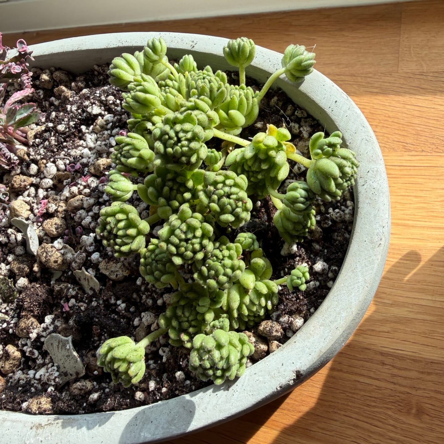 Customer photo review of Sedum Hirsutum ssp Baeticum