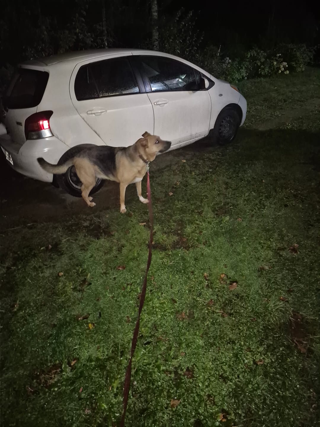 Customer photo review of Back2Raw - Nourriture complète congelée pour chiens (12lbs)