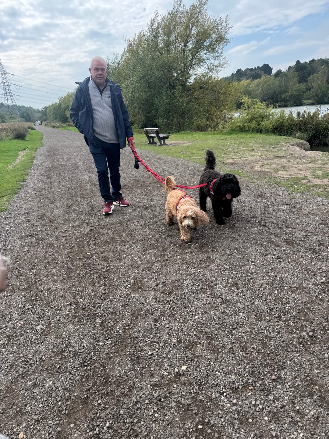 Customer photo review of ParoPet No Pull Dog Harness