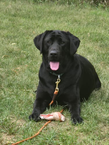Customer's black dog wearing the Dogshood No Pull Harness, sitting on grass outdoors.