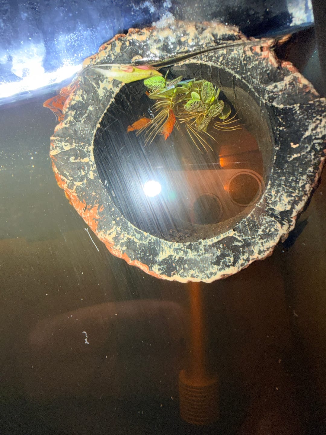 Customer photo review of Blue Velvet Shrimp