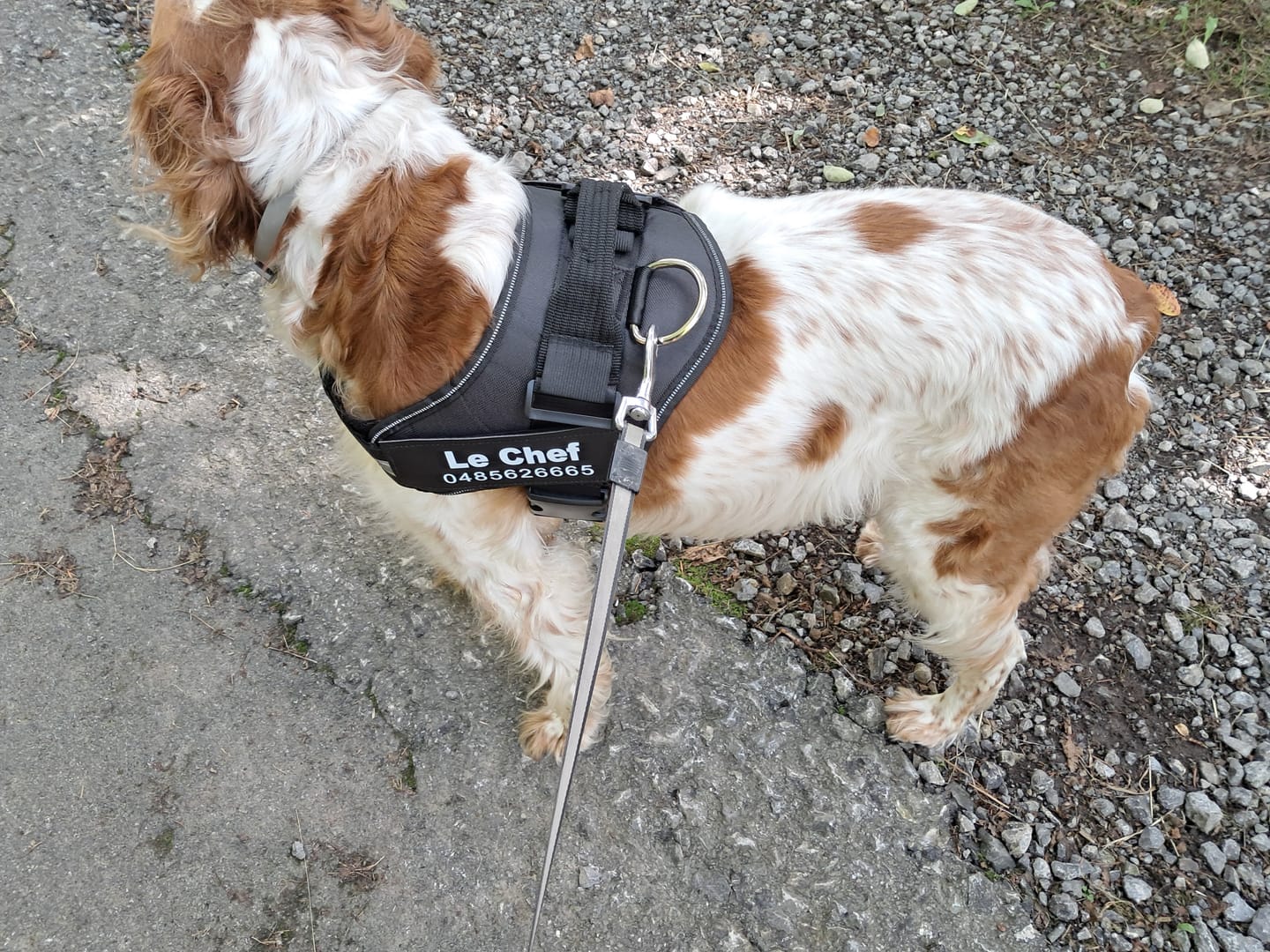 Customer photo review of PawGuard - Gepersonaliseerd Hondentuigje