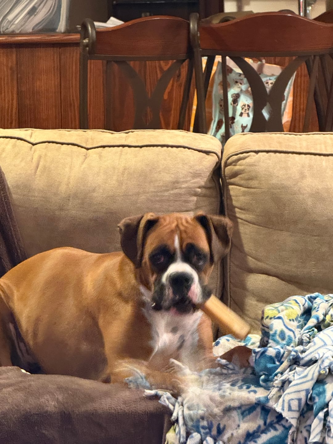 Customer photo review of Himalayan Yak Chews — All Sizes | Small to Giant Dogs
