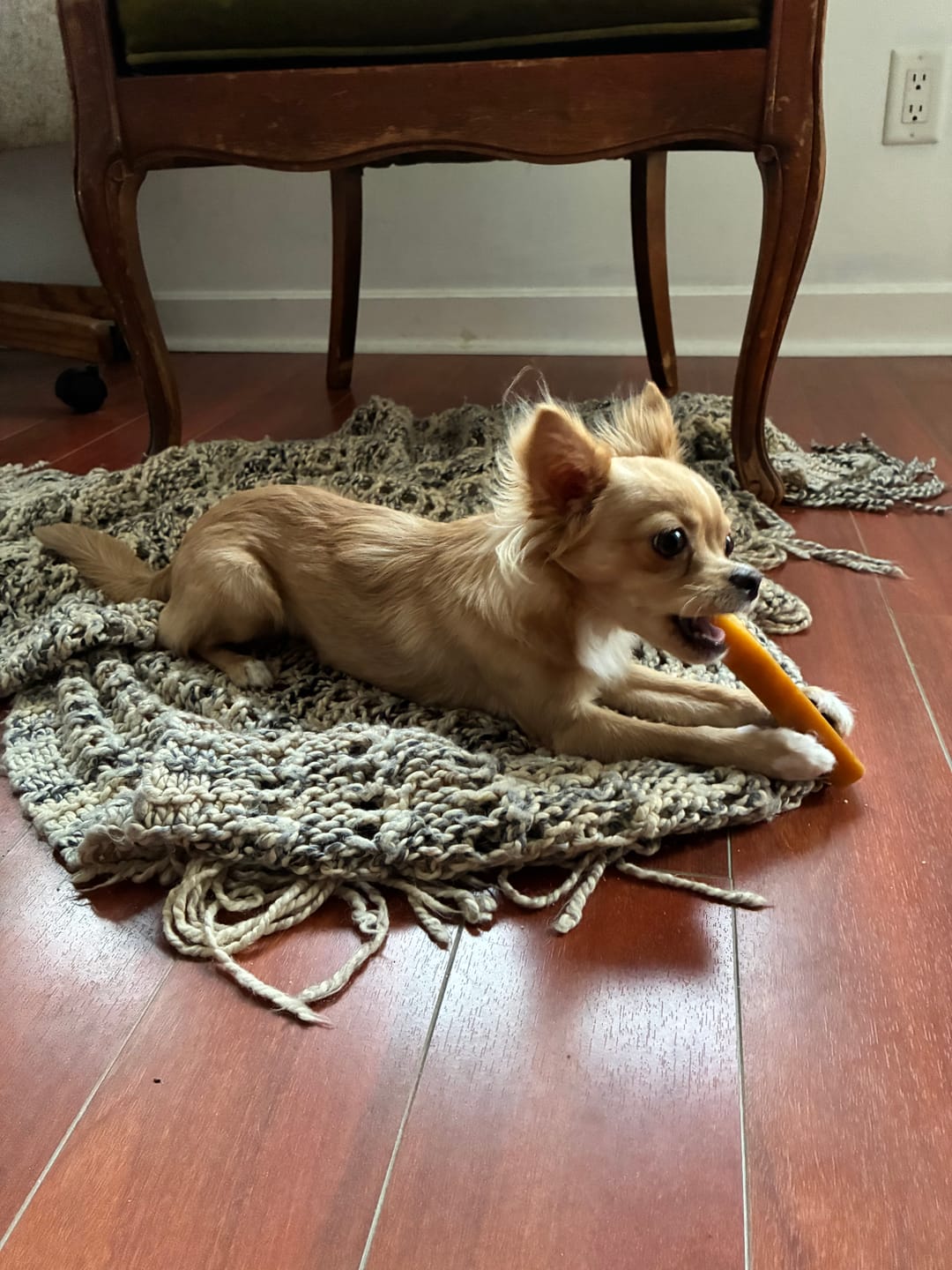 Customer photo review of Himalayan Yak Chew (SMALL)