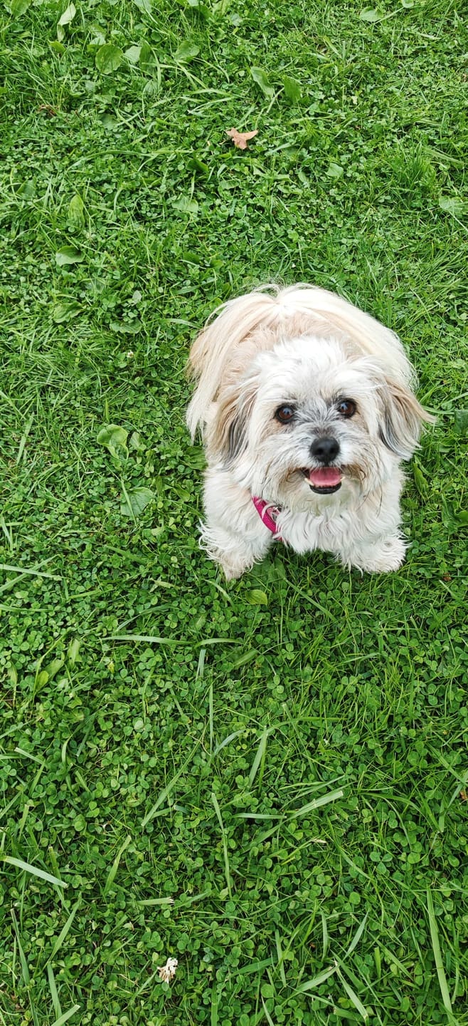Customer photo review of Wurmtest Pro Hund