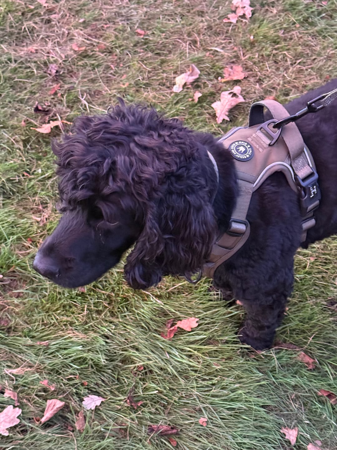 Customer photo review of Trail & Glow® Collar - The Khaki One