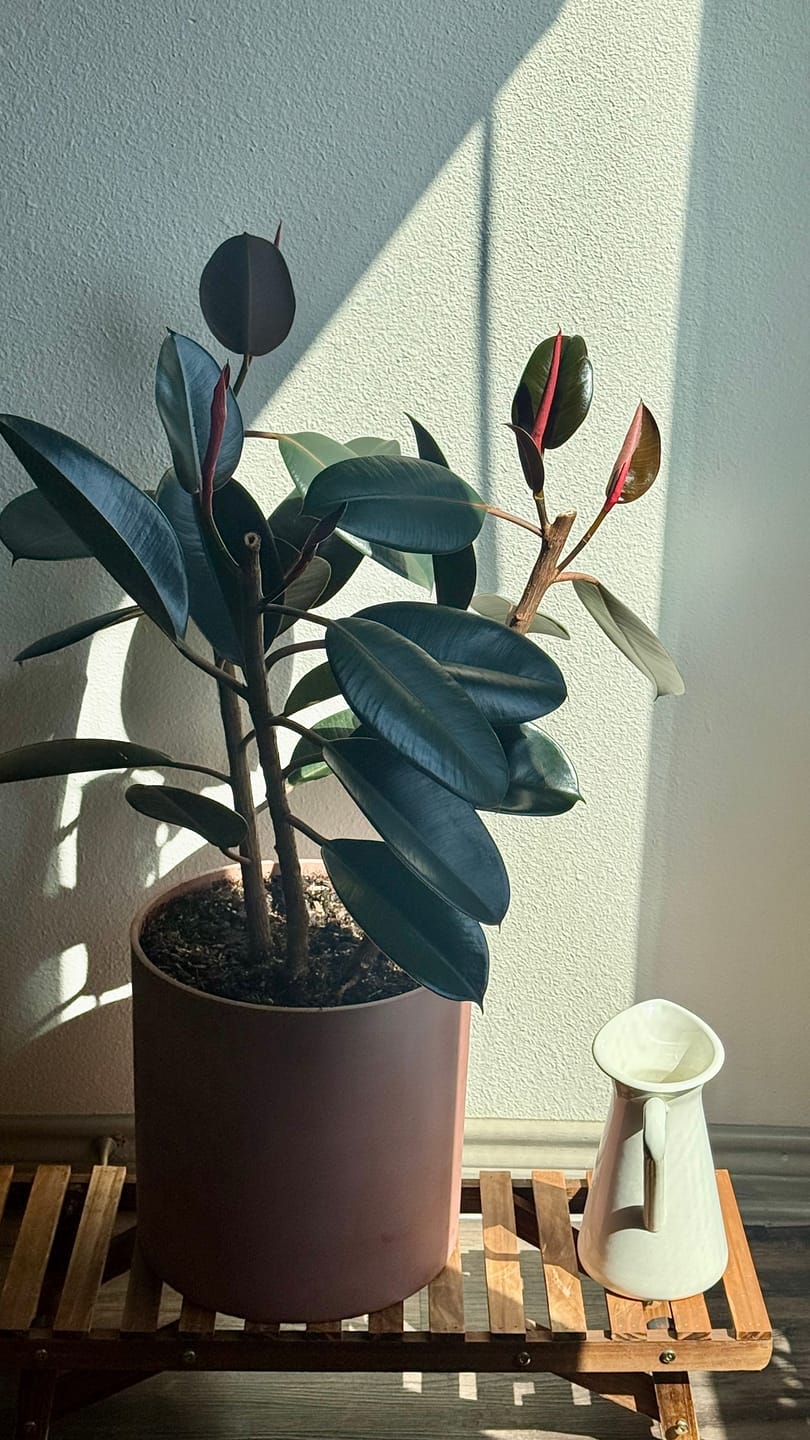 Customer photo review of Fungus Gnat Death Drops