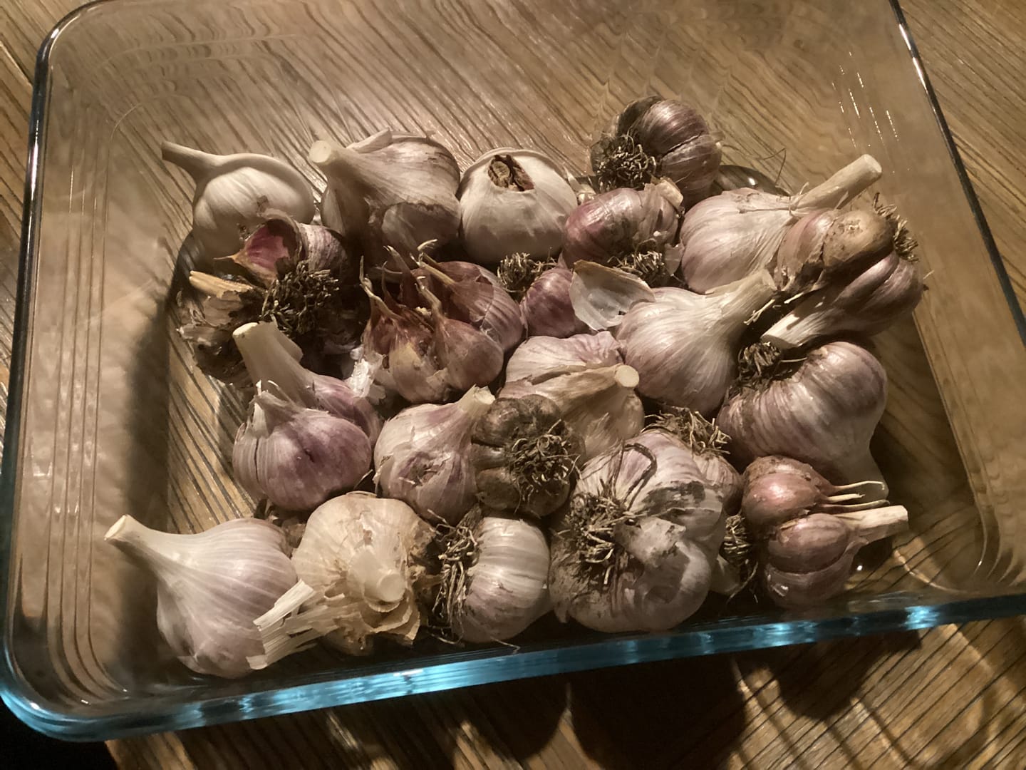Customer photo review of Pflanzknoblauch ‘Ljubascha’: Bio-Pflanzgut aus Erhaltungsanbau