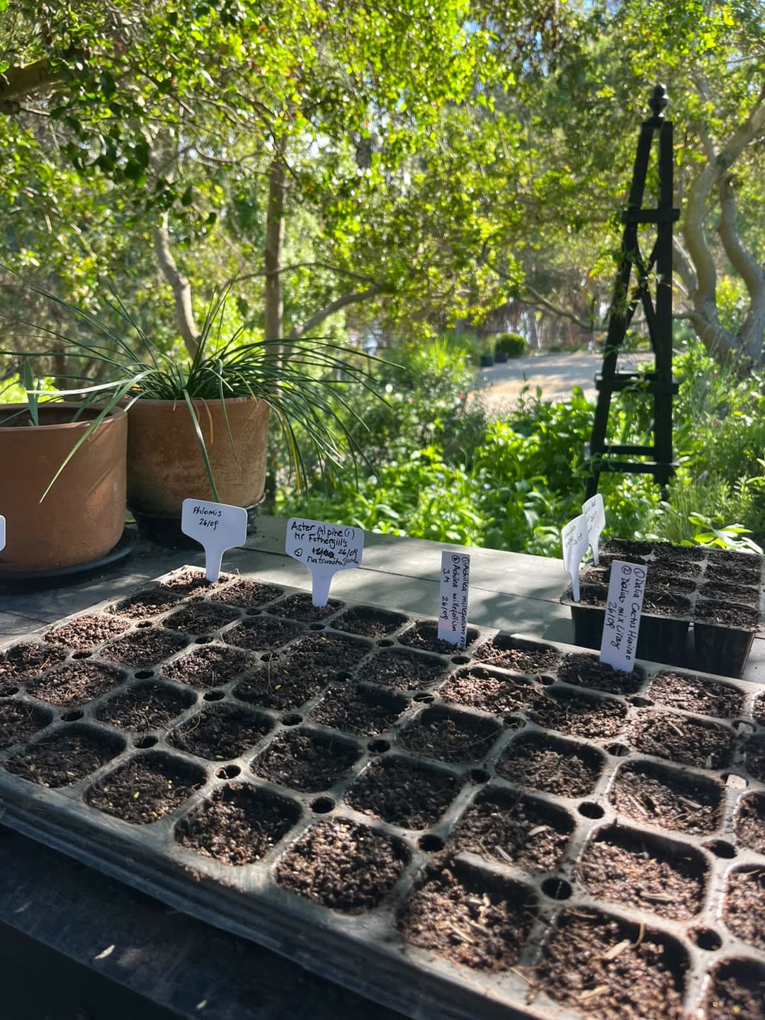 Customer photo review of Sustrato Premium para Almácigos – Germinación y Crecimiento de Plantas