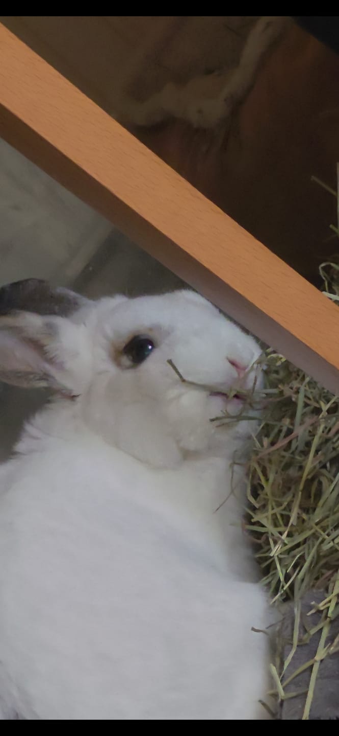 Customer photo review of Second Cut Timothy Hay - Ultra Premium Canadian Hay for Rabbits and Guinea Pigs