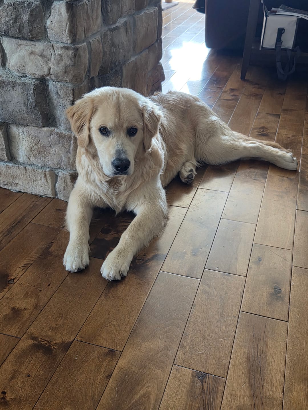 Customer photo review of 12 Inch Monster Bully Stick