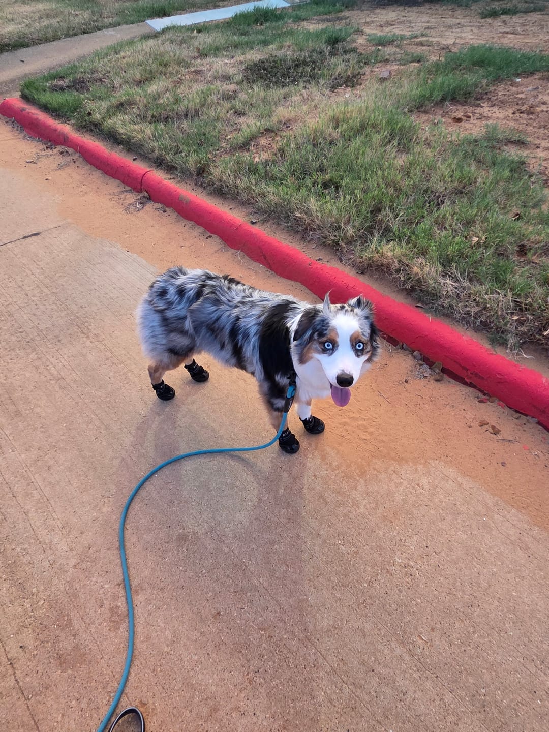 Customer photo review of AIR PUP SOCKS / BOOT LINERS - SET OF 4