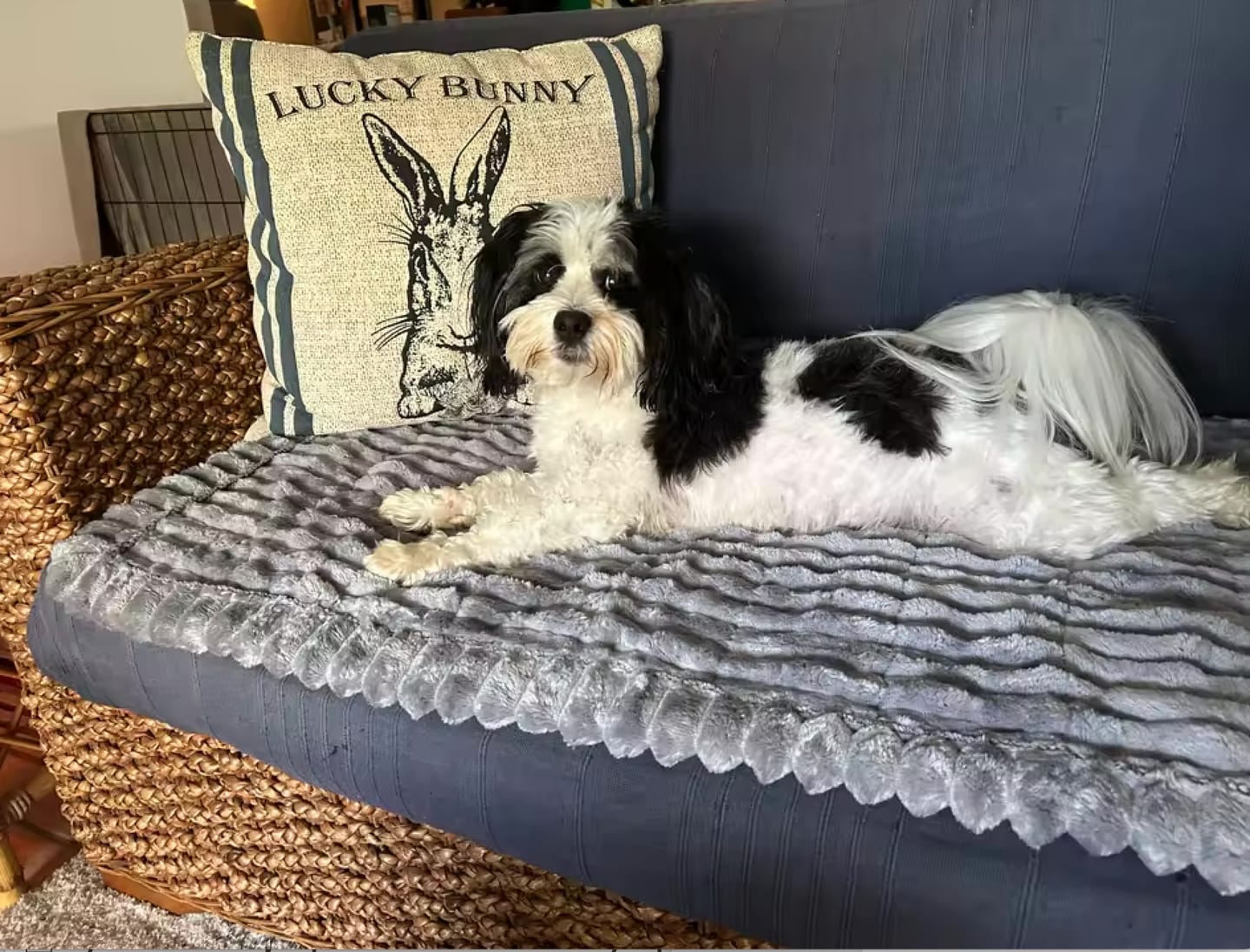 Customer photo review of ComfyCouch Cover