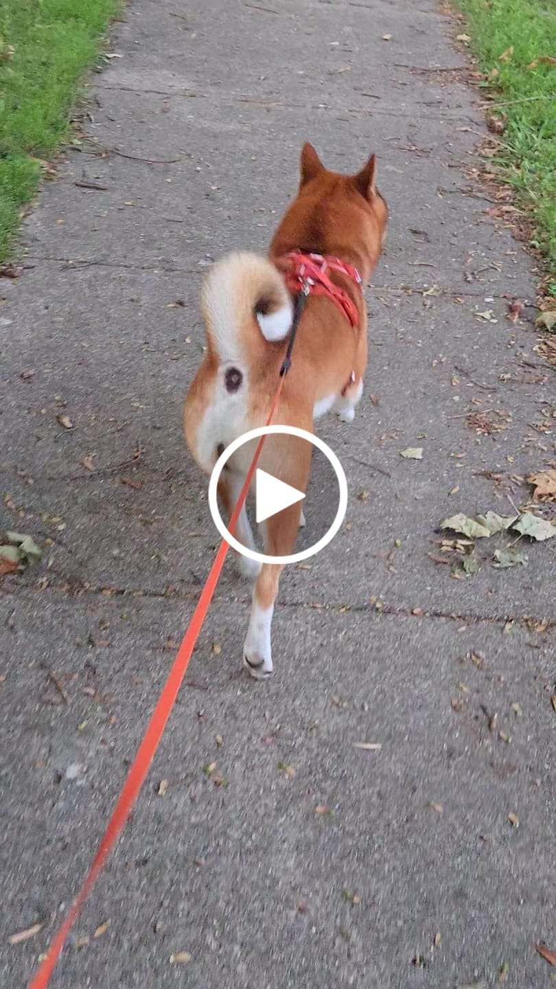 Customer video review of Apex® Harness