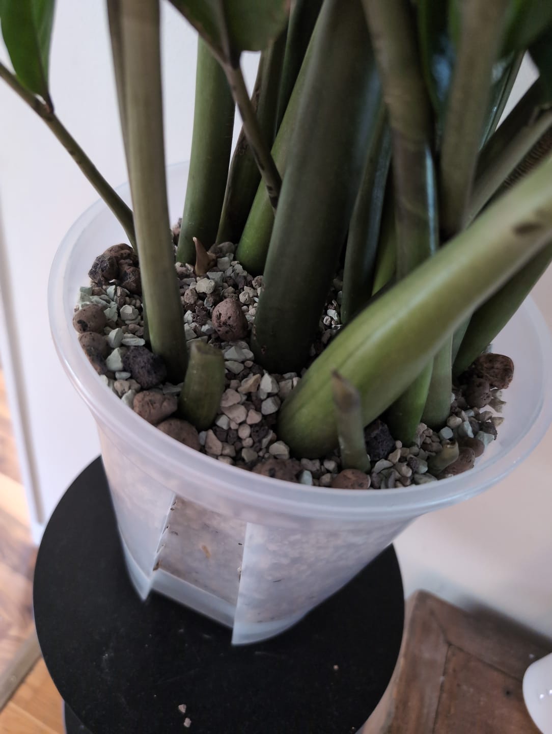 Customer photo review of Cacti & Succulent Mineral Mix