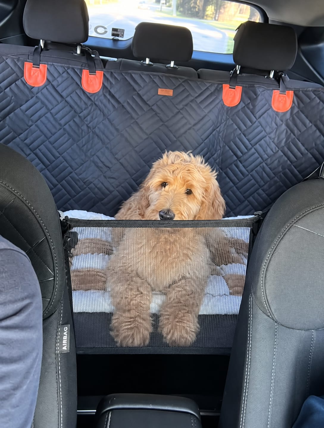 Customer photo review of Marlo&Co™ Dog Seat Cover