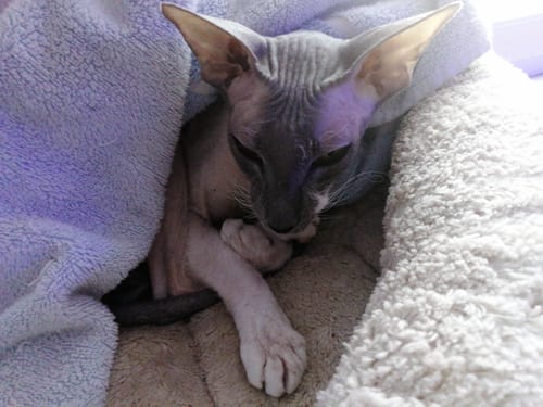 Customer's Sphynx cat relaxing in a cozy, purple blanket after eating Pâtée Chat Stérilisé Sans Céréales Poulet