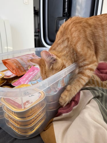 Customer's ginger cat enthusiastically searching for Friandises Chat Relax inside a clear plastic storage container.