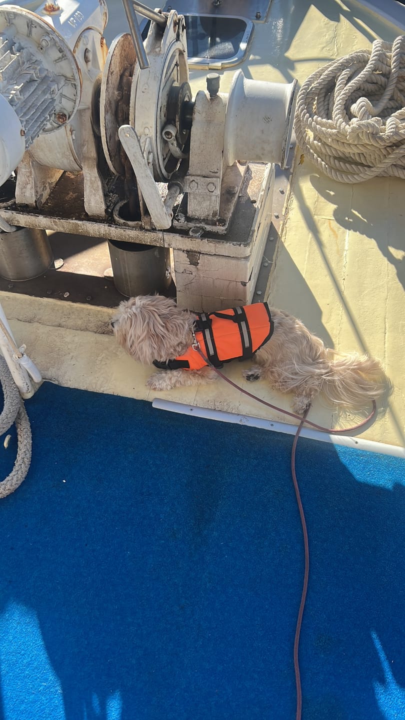 Customer photo review of TruePet Hunde-Schwimmweste mit Rettungsgriff | Reflektierend | Verstellbar | XXS-XXL