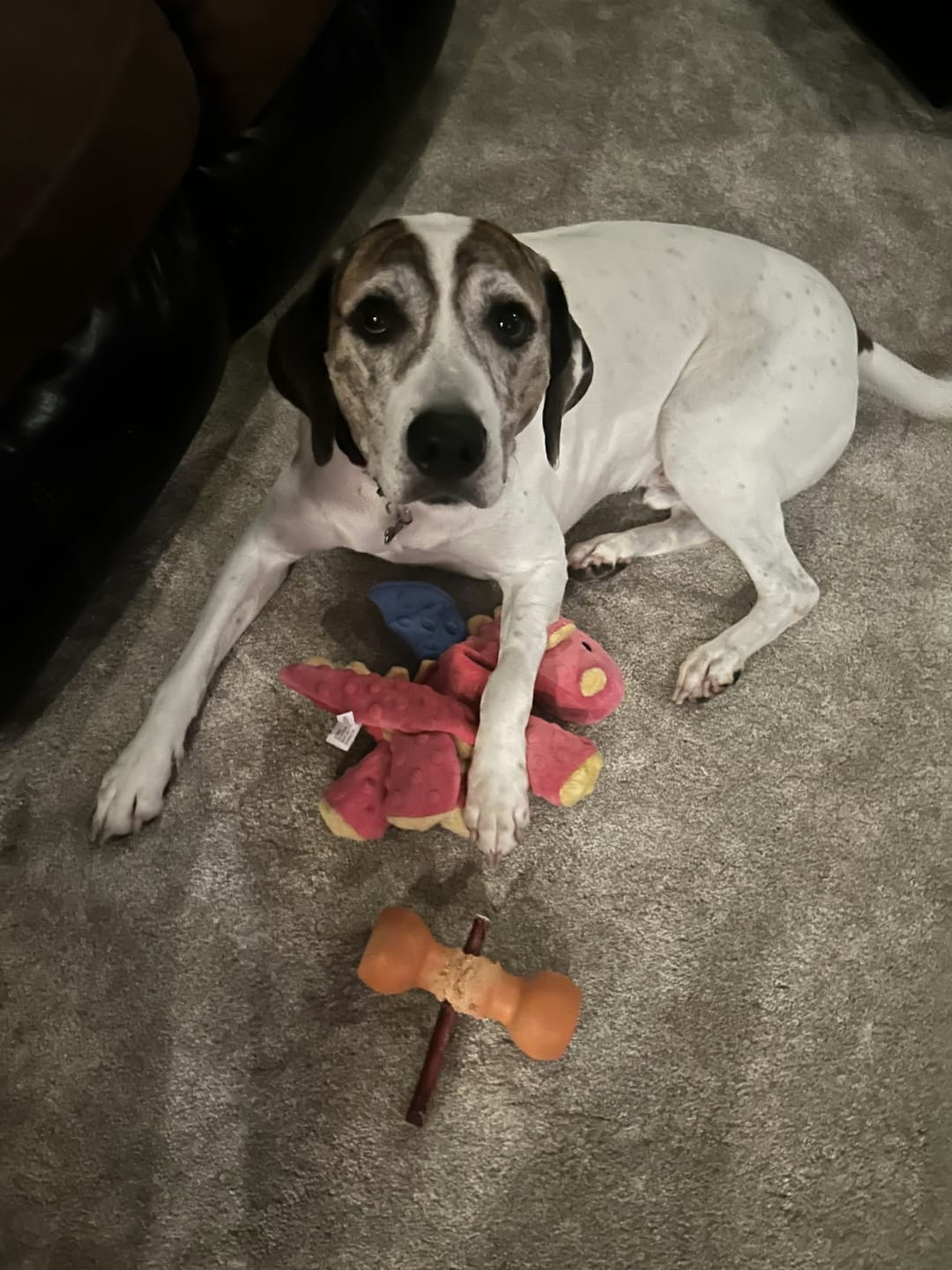 Customer photo review of 6 Inch Jumbo Bully Stick