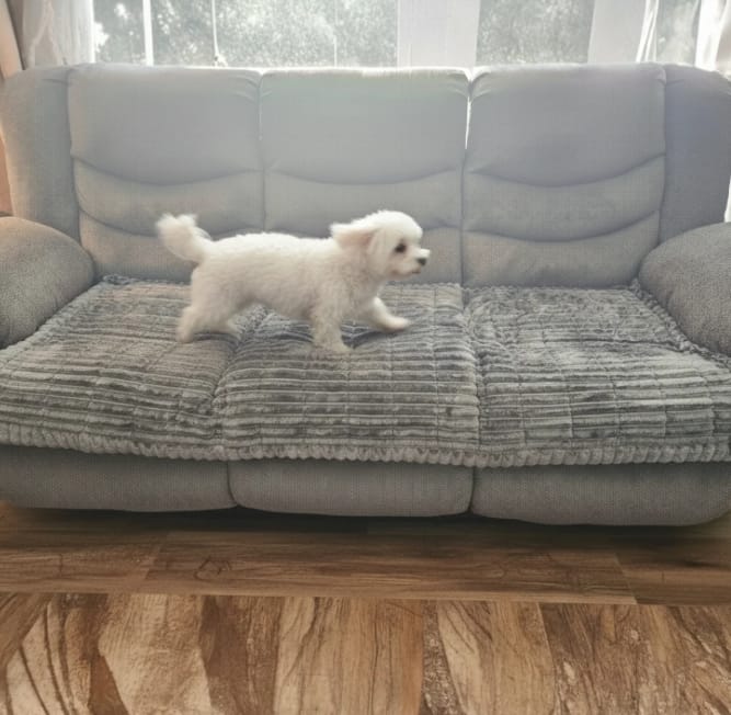 Customer photo review of Loami CozyCover™ – die kuschelige Sofadecke für Haustiere 🐾