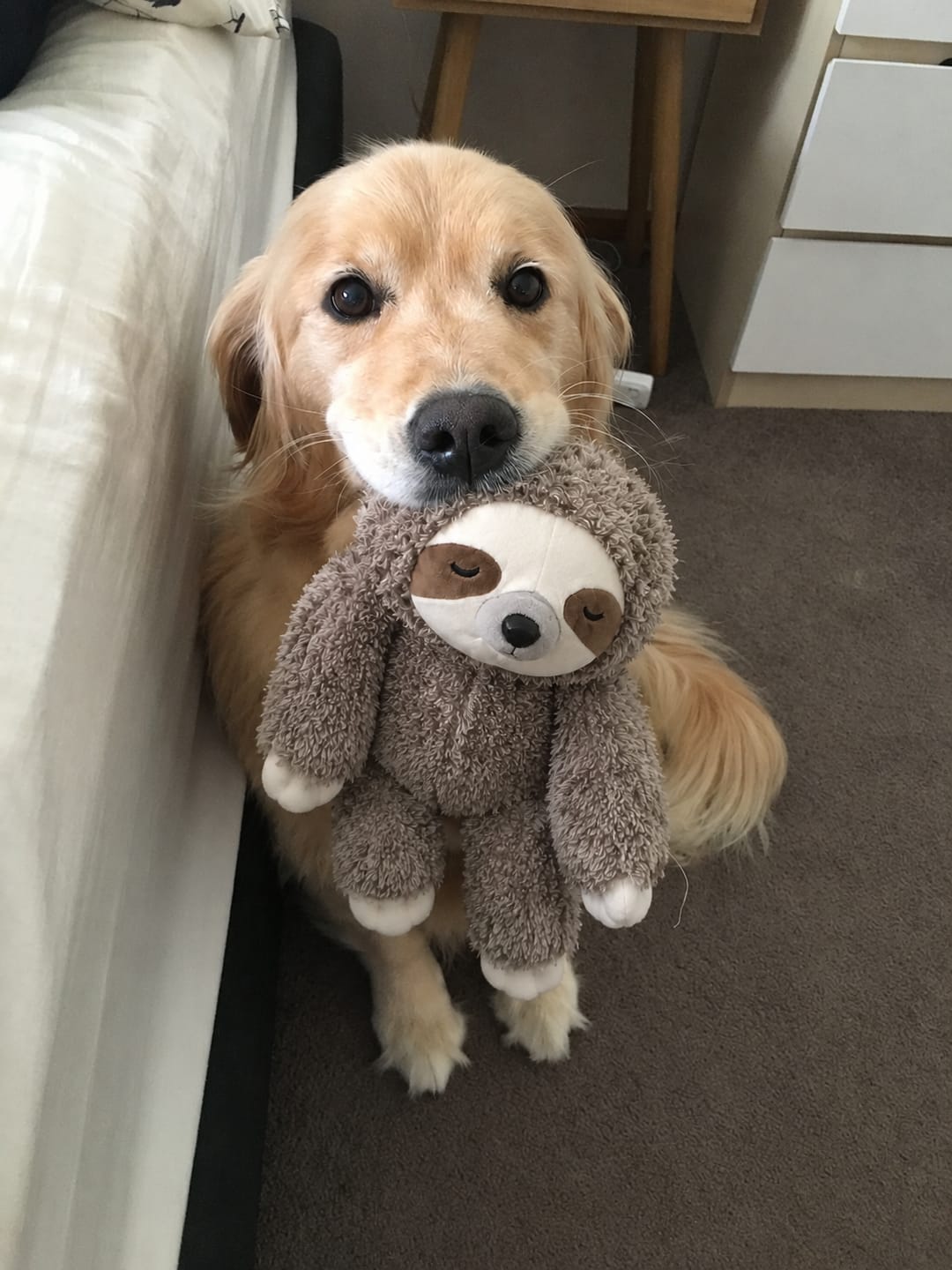 Customer photo review of Muffly™ Heartbeat Sloth – Calms Anxiety & Loneliness