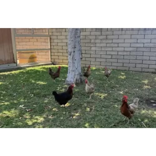 Customer photo review of Grano Gallinas