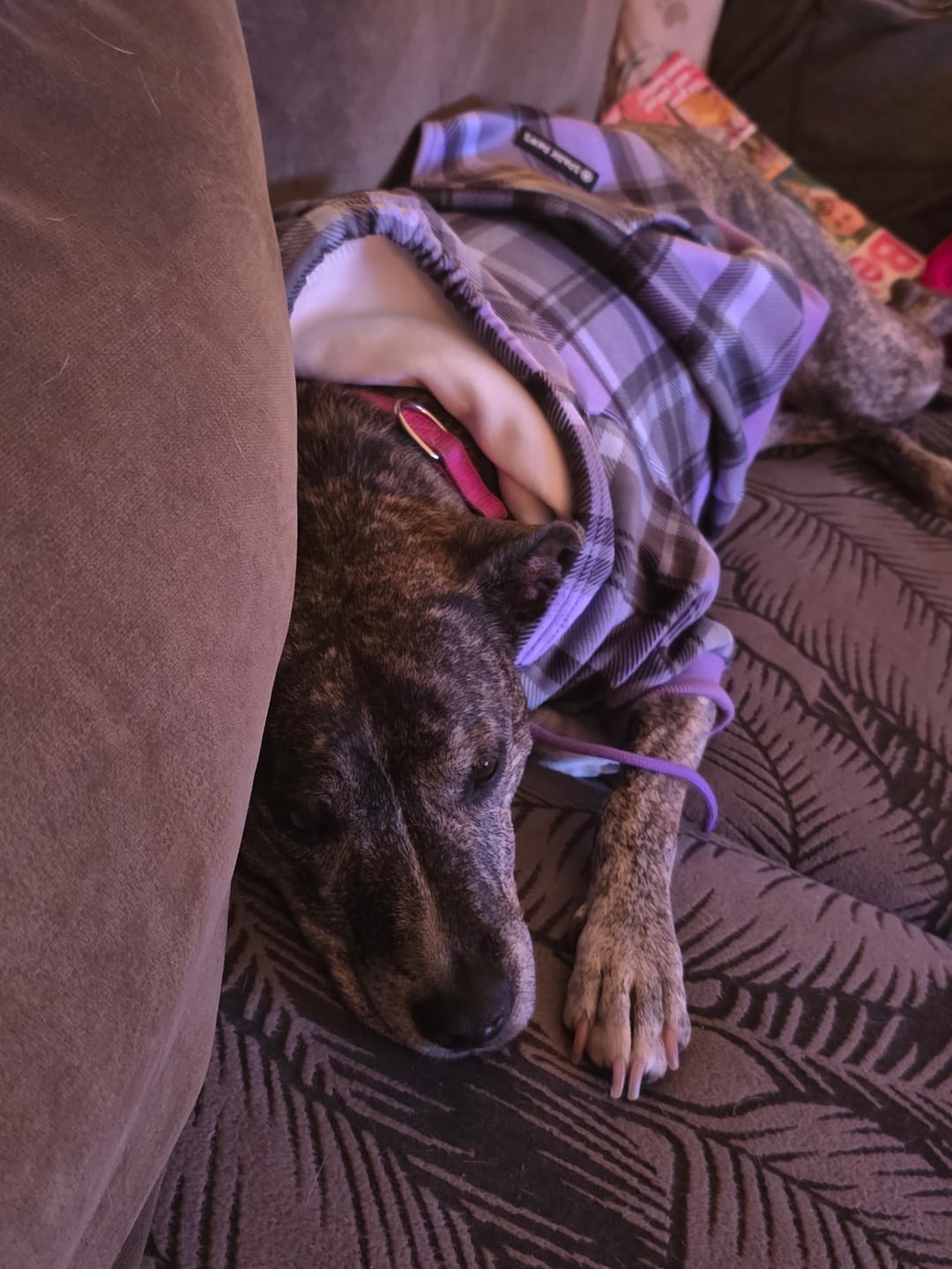 Customer photo review of Purple Plaid Dog Hoodie