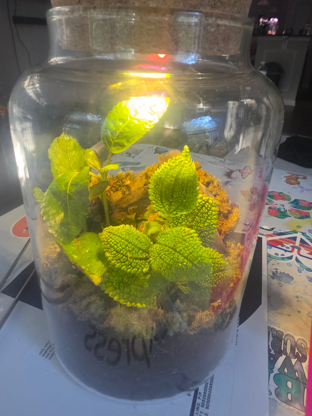 Customer photo review of Light Up Terrarium Kit