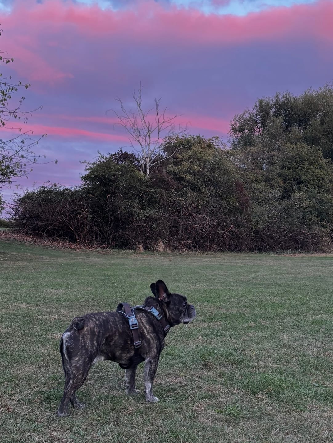 Customer photo review of Trail & Glow Tweed Dog Harness - Colour Drops - Charcoal Tweed