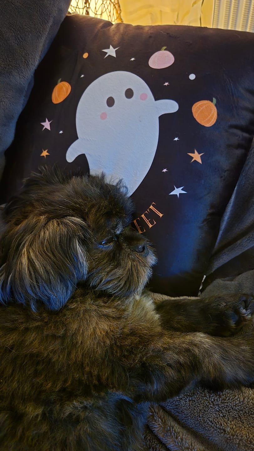 Customer photo review of Halloween Kissen mit Geist – Sweet & Spooky oder Lustiger Spruch