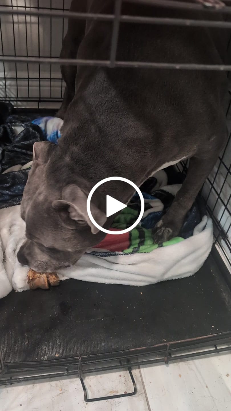Customer video review of Ostrich Long Bone (19" x 3.5"): The Ultimate Challenge for Medium, Large & Extra-Large Dogs