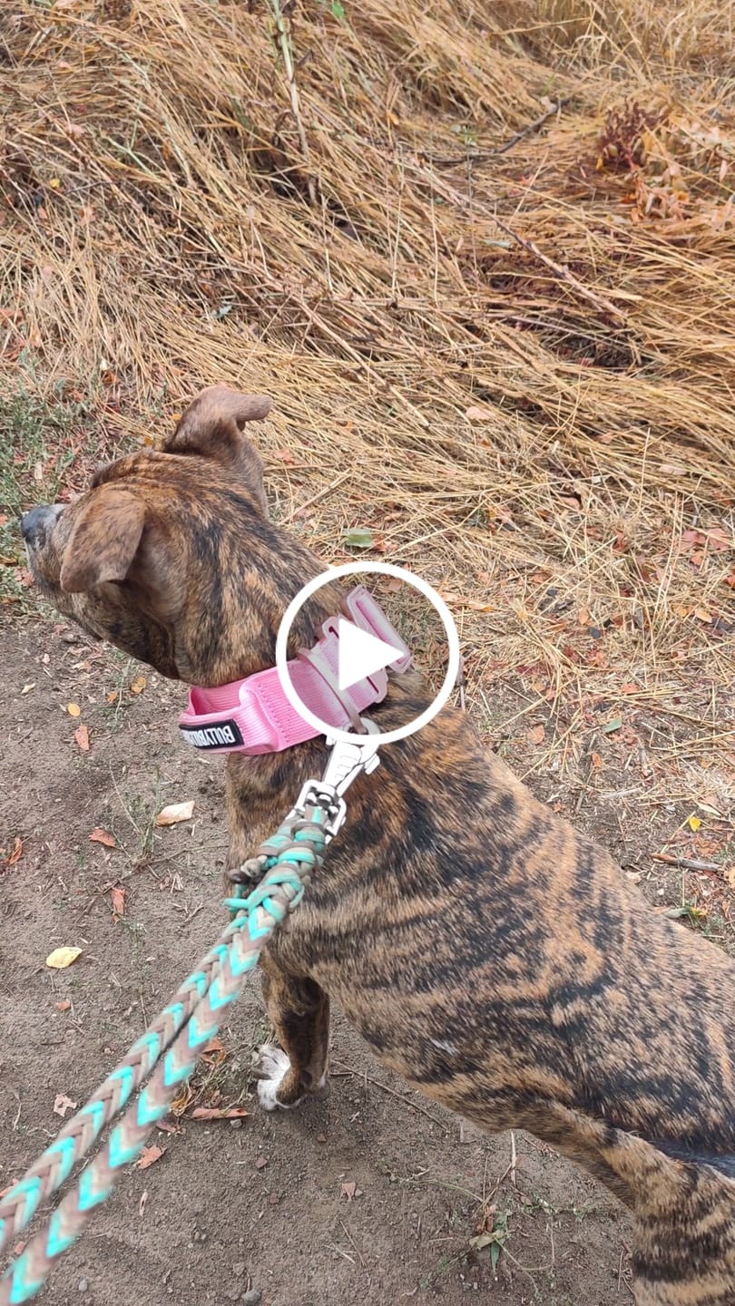 Customer video review of 5cm Lighter Combat® Collar | With Handle & Secure Clip - Pink x Pink
