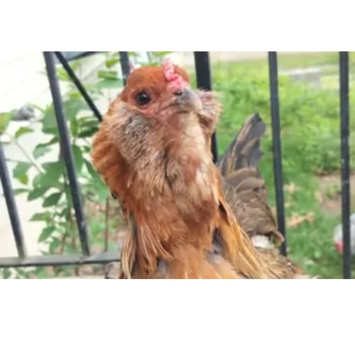 Customer photo review of Grano Gallinas