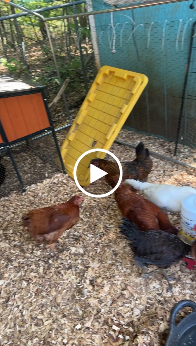 Customer video review of Nesting Herbs - Control Odors & Keep Coops Mite & Lice-Free