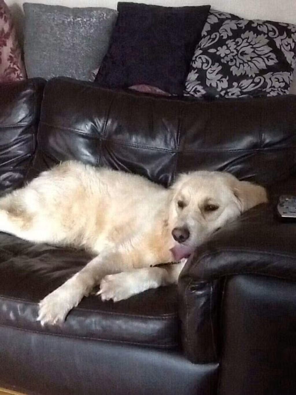Customer photo review of Dog Planter - Golden Retriever