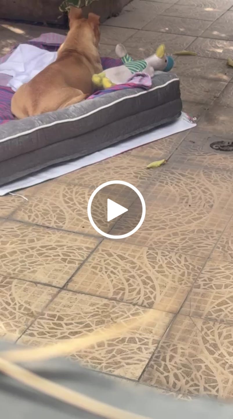 Customer video review of Cama Ortopédica para Perros