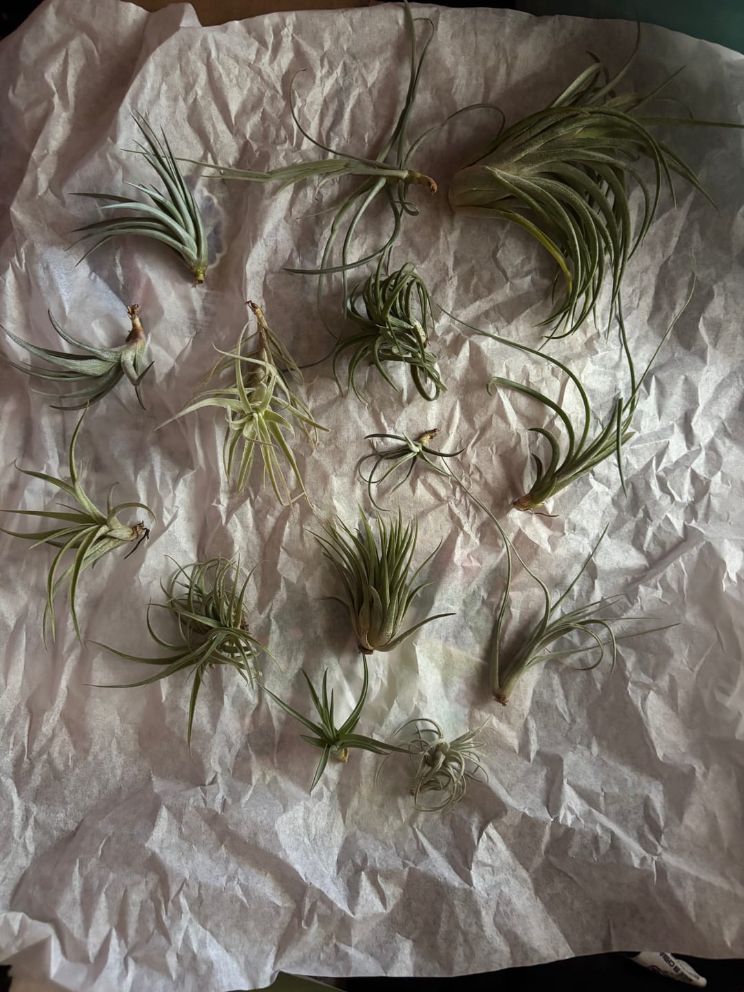 Customer photo review of B Quality Greenhouse Mix 10 Plant Pack