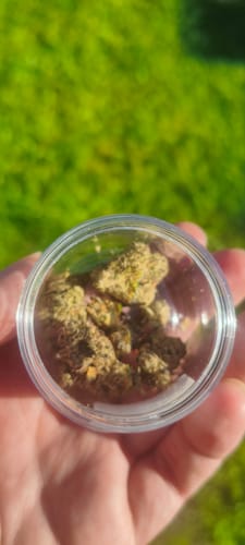Reviewer's hand holding a clear, circular jar filled with dense, chunky Granddaddy Purple flower buds.
