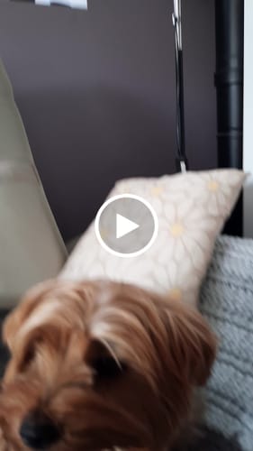 Avis vidéo d'un client sur Collier Anti Aboiement Sans choc Electrique PuppySafe™
