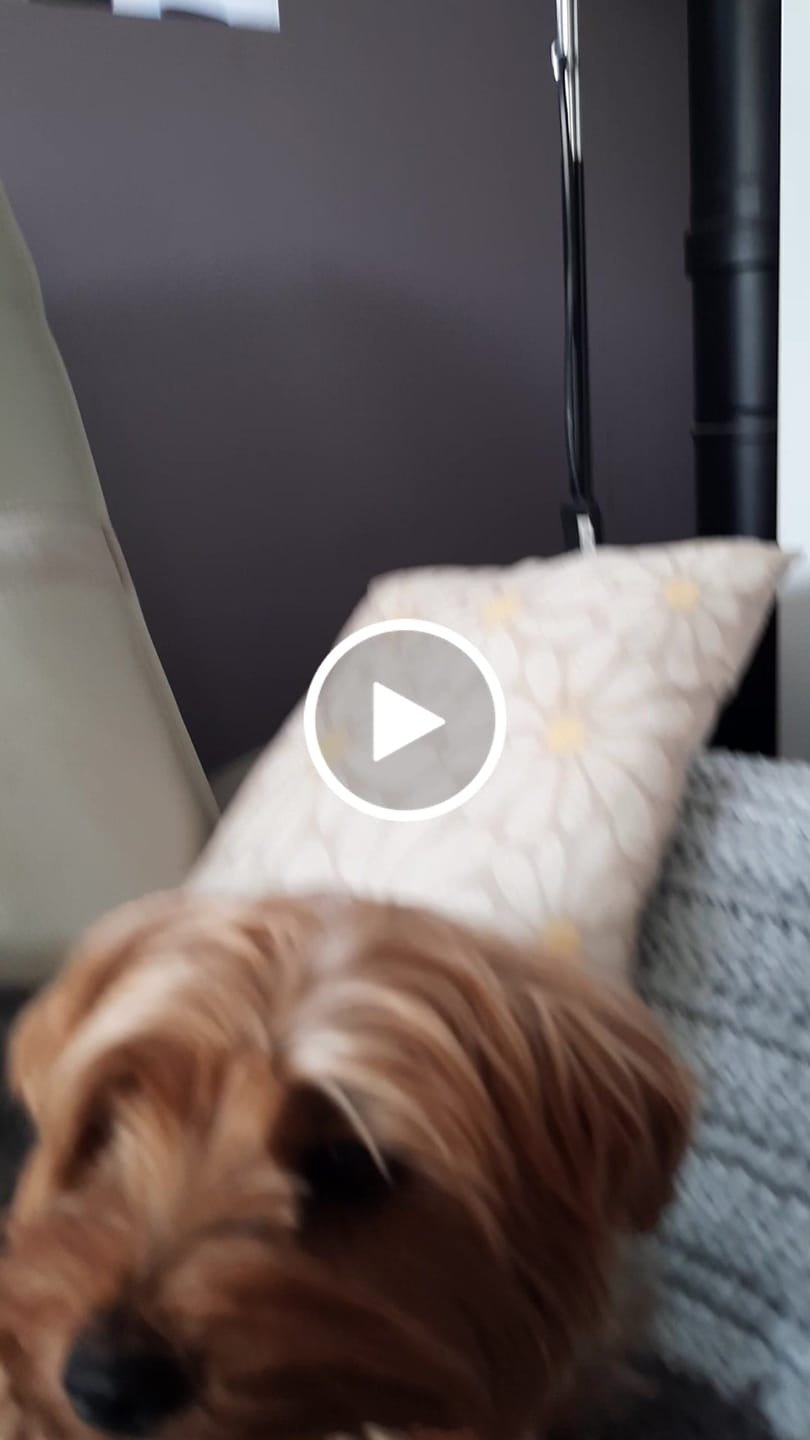 Customer video review of Collier Anti Aboiement Sans choc Electrique PuppySafe™