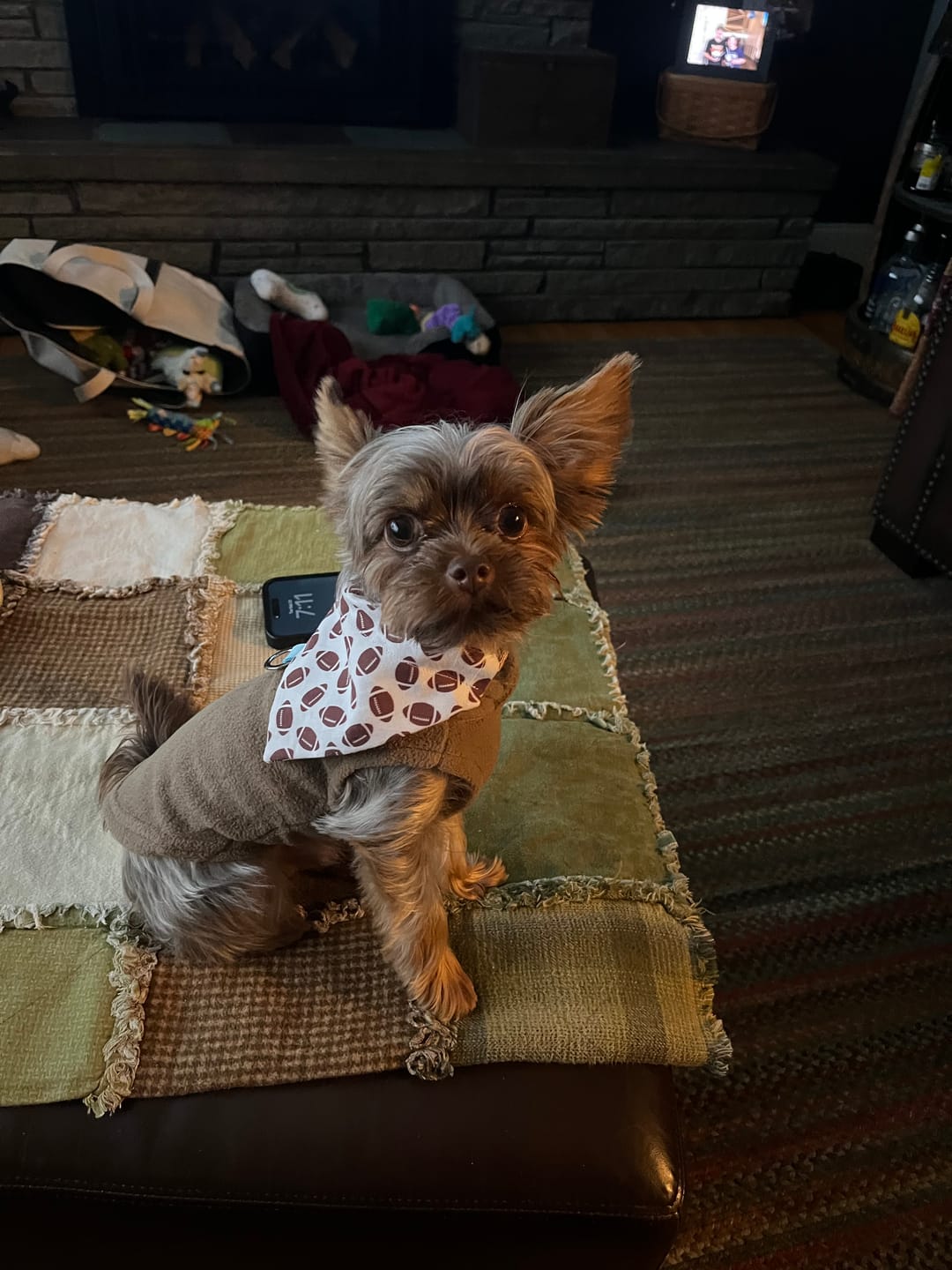 Customer photo review of Football Dog Bandana or Cat Bandana