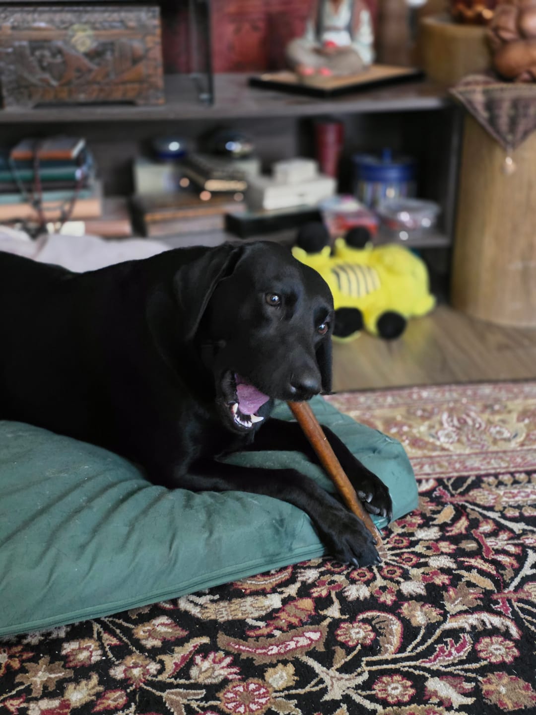 Customer photo review of Wholly Pup Gift Card