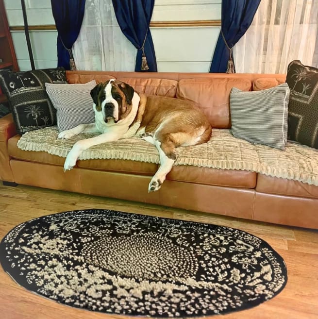 Customer photo review of Loami CozyCover™ – die kuschelige Sofadecke für Haustiere 🐾