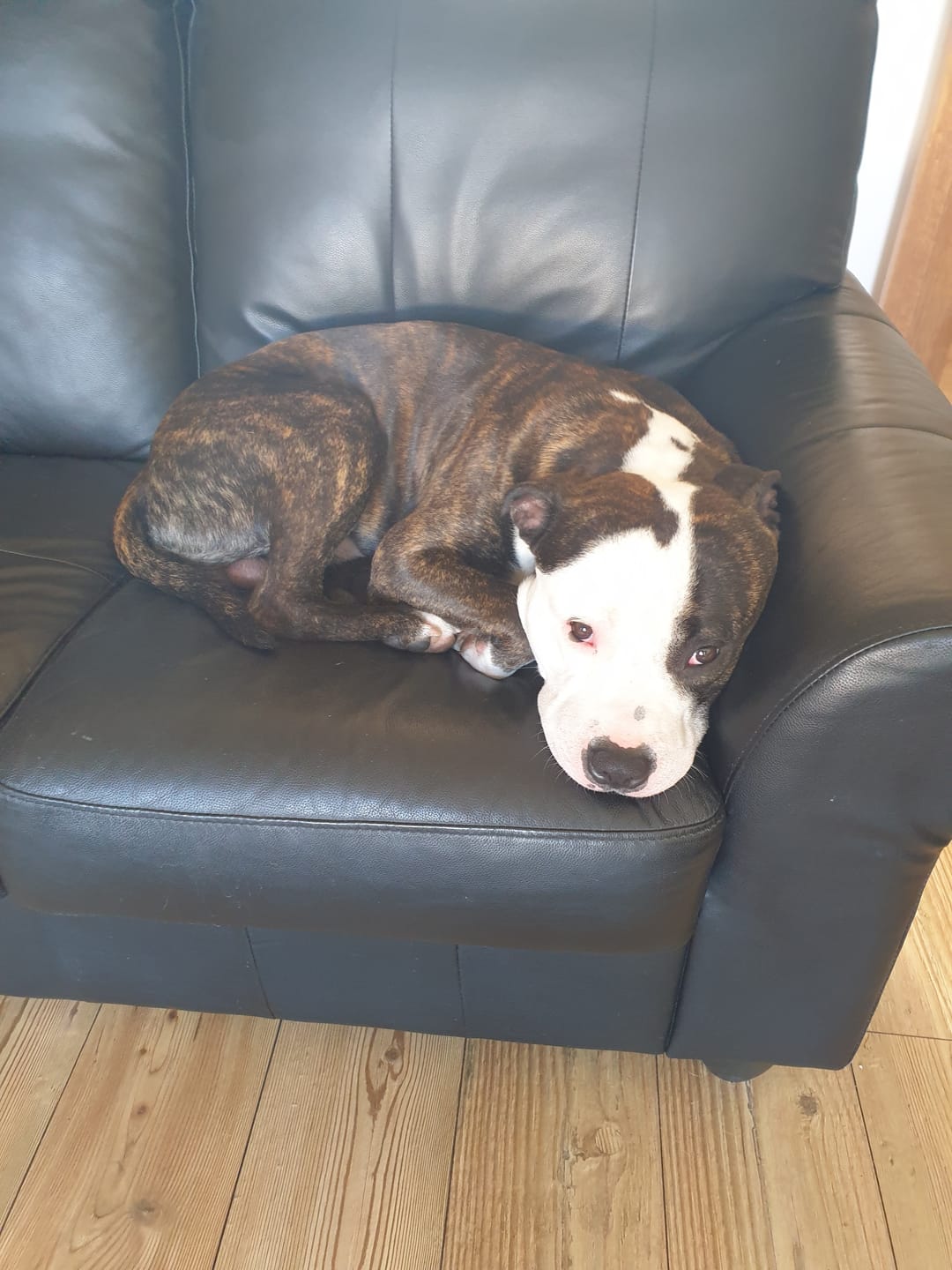 Customer photo review of Original Beef - Adult Dry Dog Food 15Kg