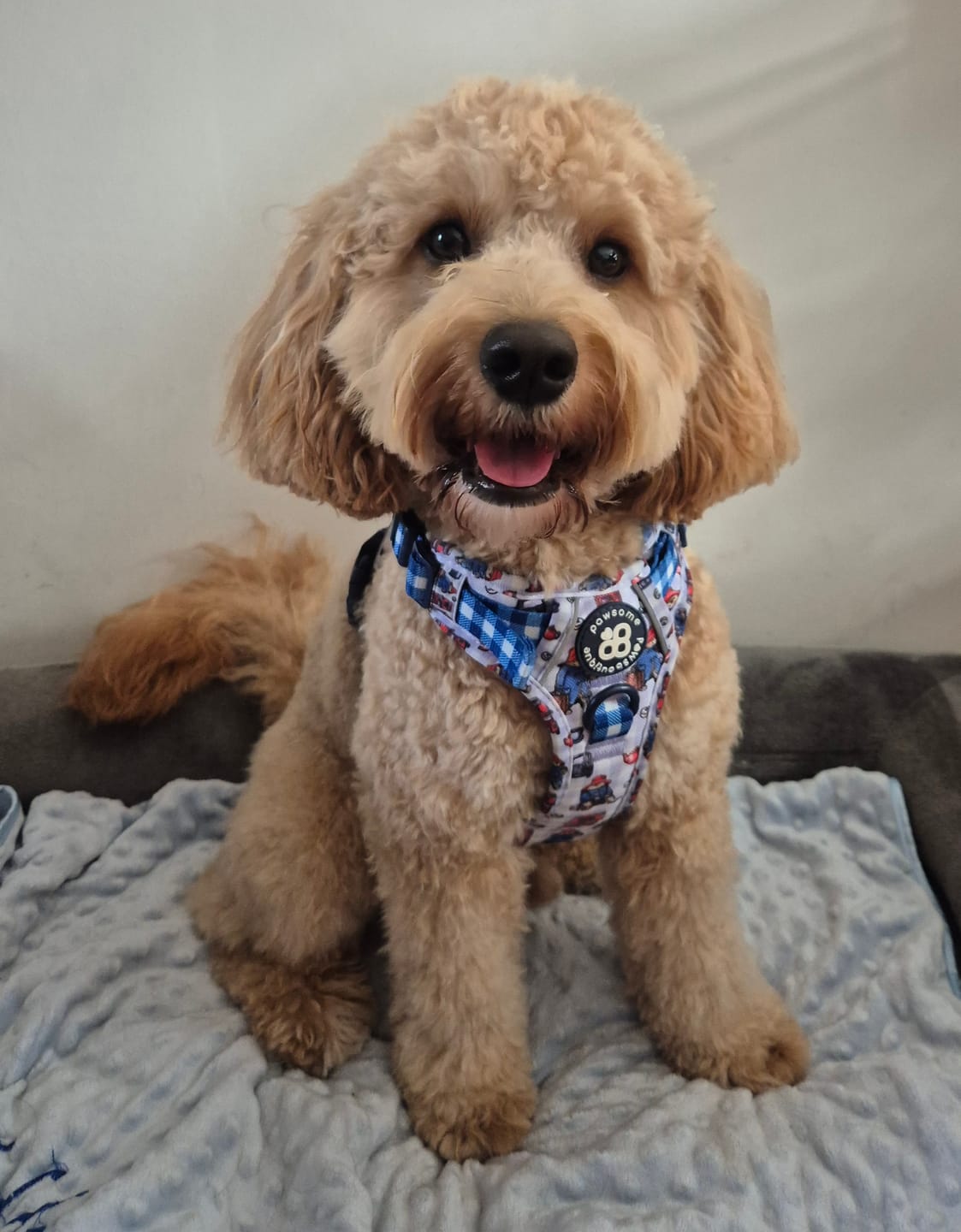 Customer photo review of Paddington™ Tough Trails™ Harness - London