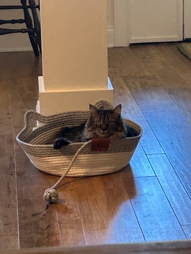Customer's cat sitting inside the Instinct Basket, a light-colored woven bed on a wood floor.