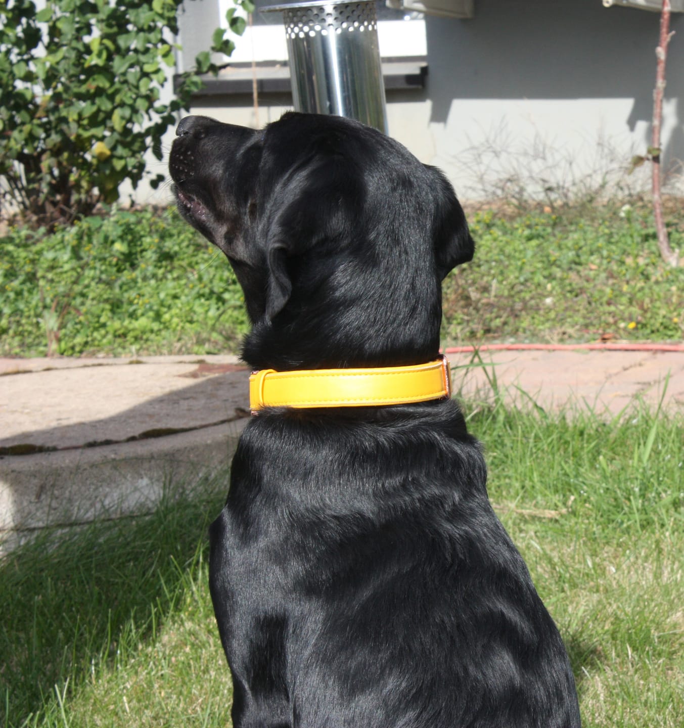 Customer photo review of Veganes Hundehalsband mit Namen und Telefonnummer in starken Farben