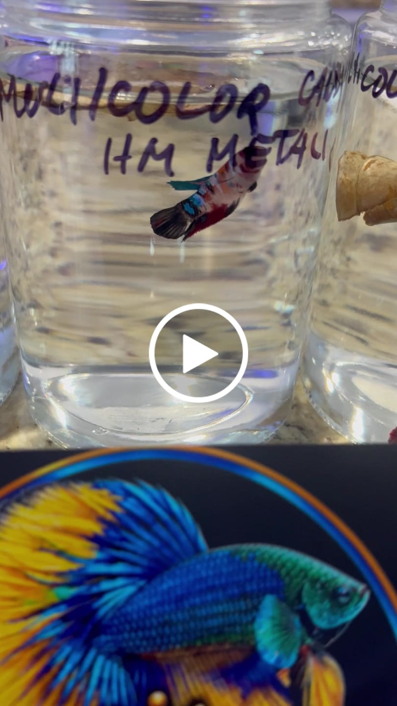 Customer video review of Candy Multicolor Metallic Plakat Female Betta Fish